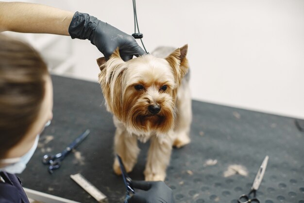 Processo di taglio dei capelli. Piccolo cane si siede sul tavolo. Cane con un professionista.