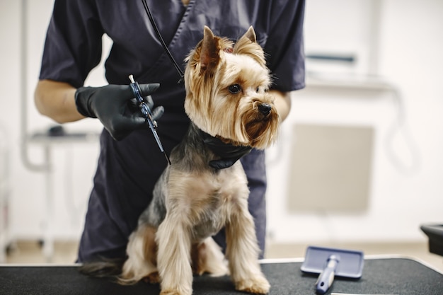 Processo di taglio dei capelli. Piccolo cane si siede sul tavolo. Cane con un professionista.