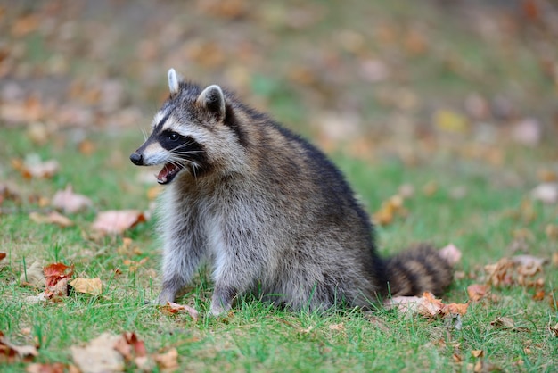 Procione nel parco a Montreal in Canada