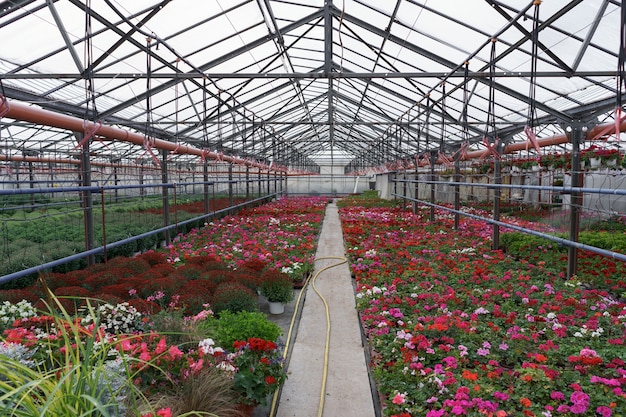 Produzione e coltivazione di fiori. Molti gerani e fiori di crisantemo nella serra.