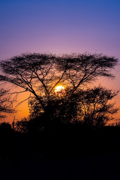 Profili la vista della foresta degli alberi del fremito con la scena del cielo crepuscolare del bello tramonto del cielo in Keetmanshoop, Namibia.