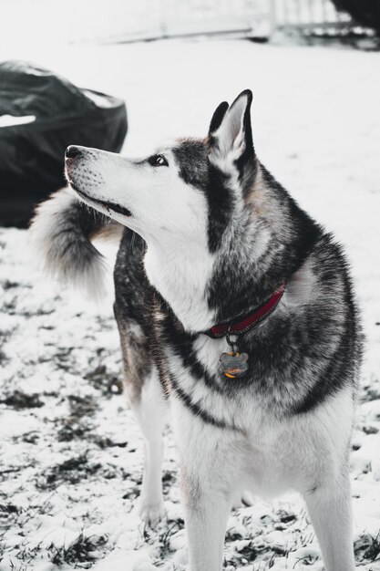 Profilo laterale di un husky in un giardino immerso nel verde coperto di neve