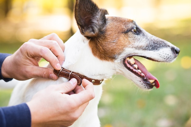 Proprietario che mette sul collare sul cane