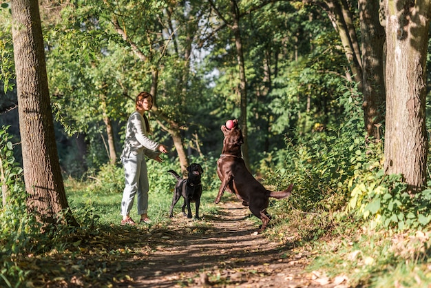 Proprietario dell&#39;animale domestico che gioca con i suoi due cani nel parco