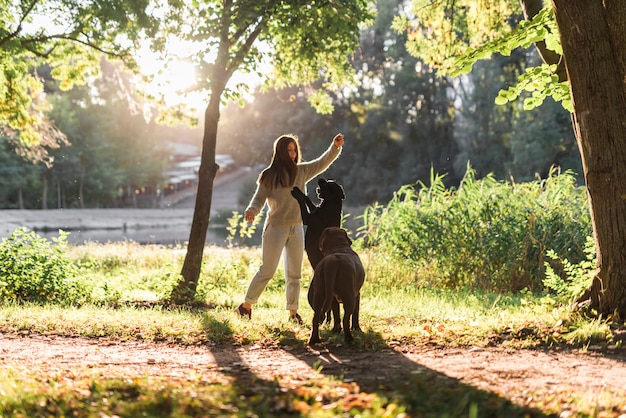 Proprietario di animale domestico femminile con due cani che giocano con la palla nel parco