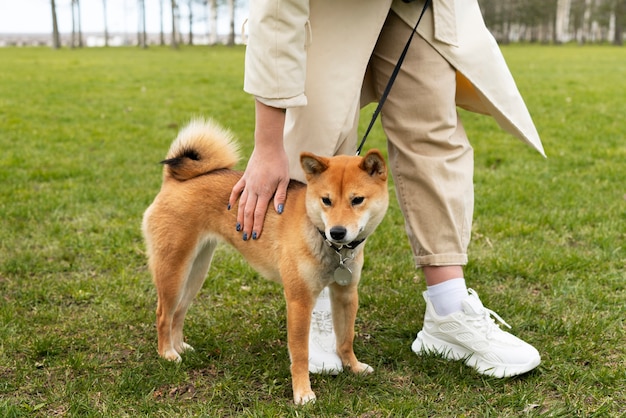 Proprietario di vista laterale e cane shiba inu