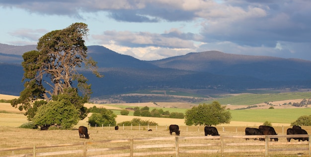 Prospettiva rurale con le montagne