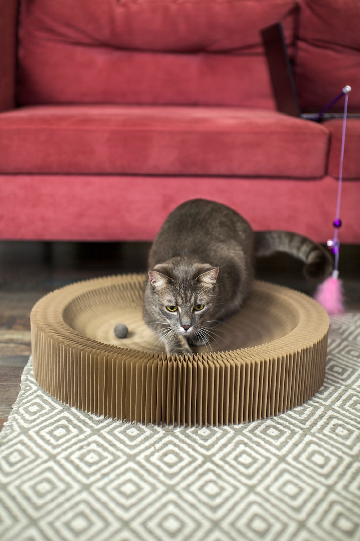 Foto gratuito prossimo piano del bellissimo gatto con il proprietario