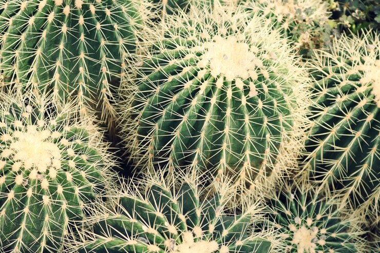 Prossimo piano delle piante di cactus