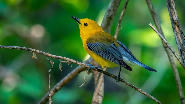 Protonotaria Warbler (Protonotaria citrea