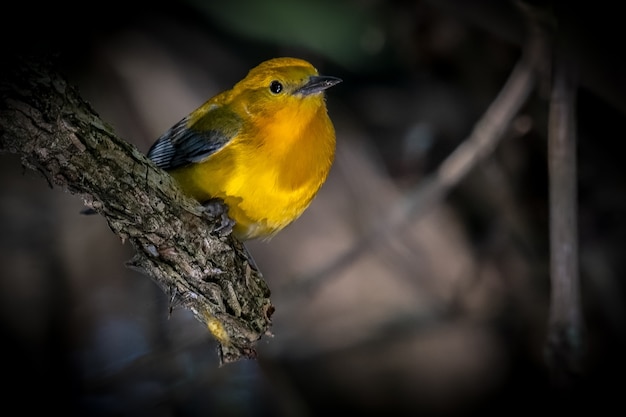 Protonotaria Warbler (Protonotaria citrea