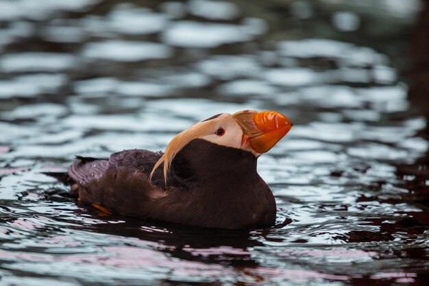 Puffin