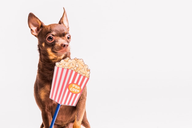 Puntello del popcorn davanti al cane di piccola taglia russo isolato sopra fondo bianco