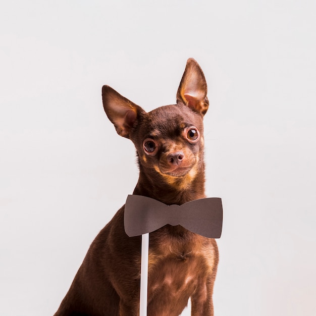 Puntello di cravatta a farfalla vicino al collo del cane di giocattolo russo marrone isolato su fondo