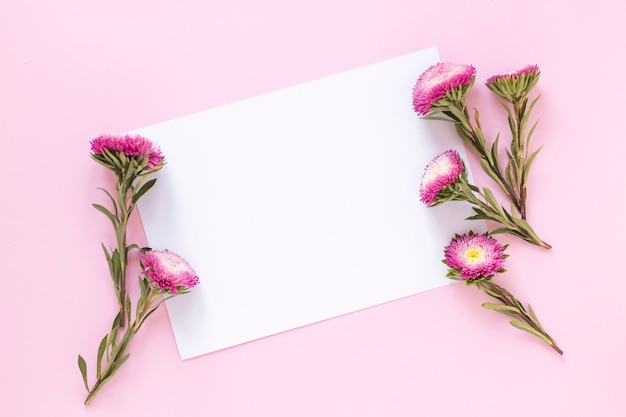 Punto di vista dell&#39;angolo alto dei fiori e dello strato di carta in bianco sul contesto rosa