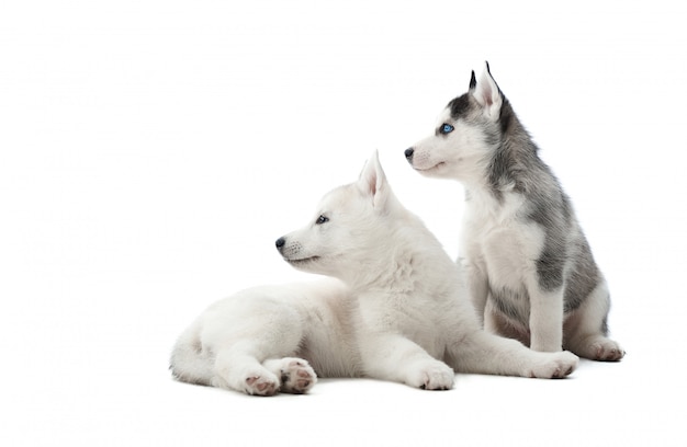 Punto di vista posteriore dei cuccioli divertenti del husky siberiano, sedentesi sul pavimento contro lo sguardo bianco e interessante, aspettante il cibo. Due cani trasportati come il lupo con il colore grigio e bianco della pelliccia. Isolato.