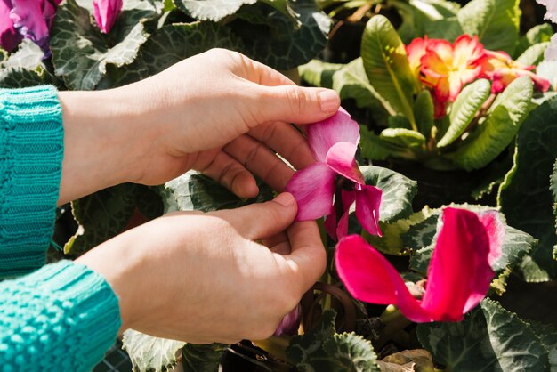 Punto di vista superiore della donna che si prende cura del giardino