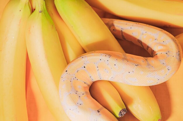 Python che striscia sul mazzo delle banane