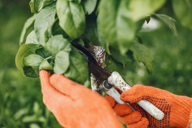 Qualcuno che rifila i cespugli con le forbici da giardino