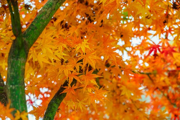 quercia alba colore fresco