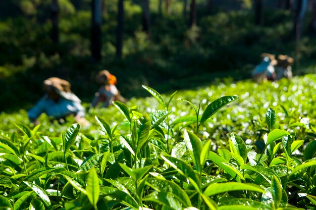 Raccoglitori di tè che lavorano in Kerela India.