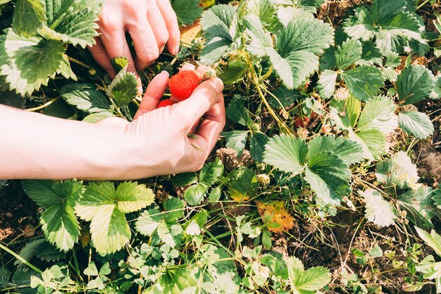 Raccolga le mani che raccolgono le fragole