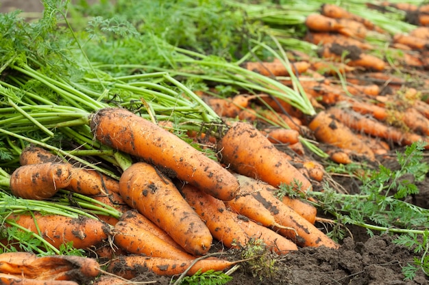 Raccolta di carote