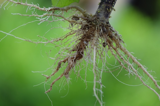 Radici di una pianta con sfondo verde