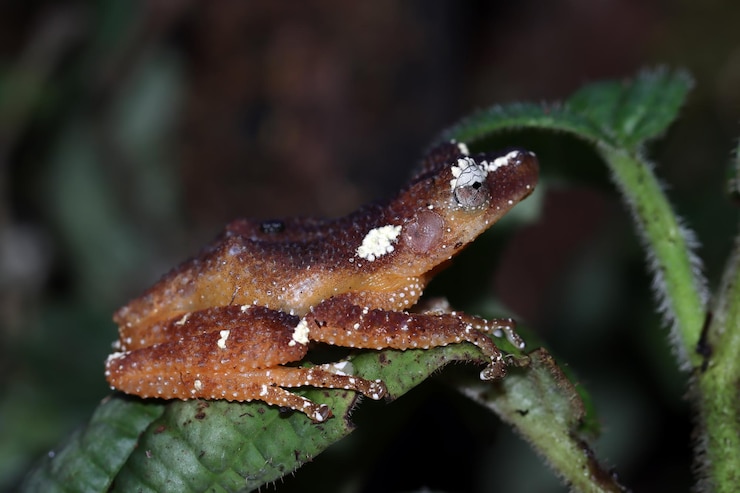 Foto gratuito raganella perlacea su raganella di muschio su foglie raganella perla closeup nyctixalus margaritifer