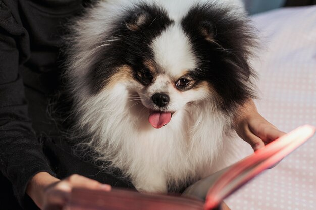 Ragazza che legge al suo cane da un libro