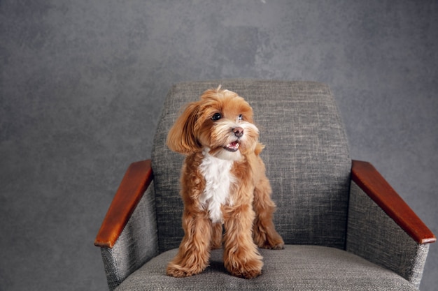 Ragazzo serio. Il cagnolino Maltipu sta posando. Simpatico cane marrone giocoso che gioca sul grigio