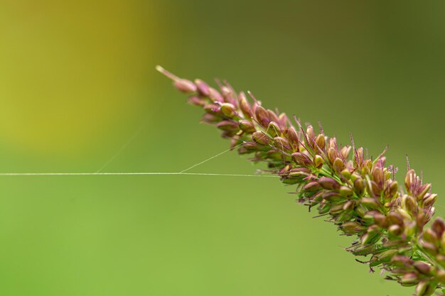 Ragnatela su uno sfondo sfocato di fiori selvatici a macroistruzione