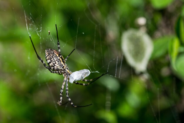 Ragno Argiope fasciato sul suo web in procinto di mangiare la sua preda, con sfondo di sacco di uova