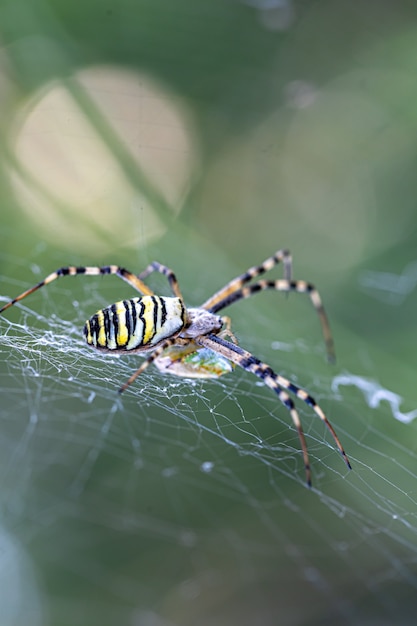 Ragno della vespa di Argiope bruennichi della banda nera e gialla sul web