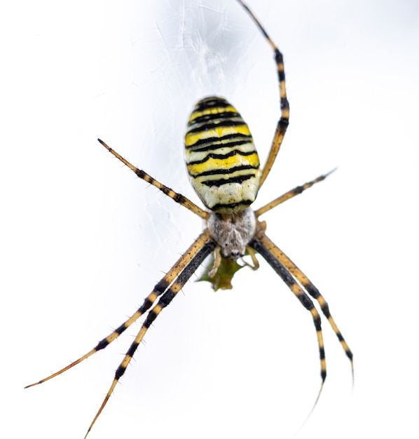 Ragno granchio nero giallo su sfondo bianco. Foto tropicale del primo piano del ragno del cacciatore di insetti. Insetto a strisce.