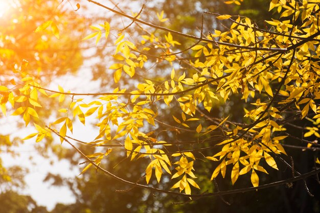 Rami d&#39;oro in autunno luce del sole