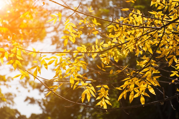 Rami d&#39;oro in autunno luce del sole