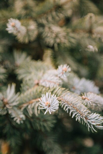 Rami del fondo del primo piano dell&#39;albero attillato