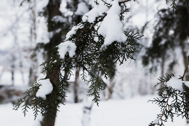 Rami di alberi gelidi in inverno