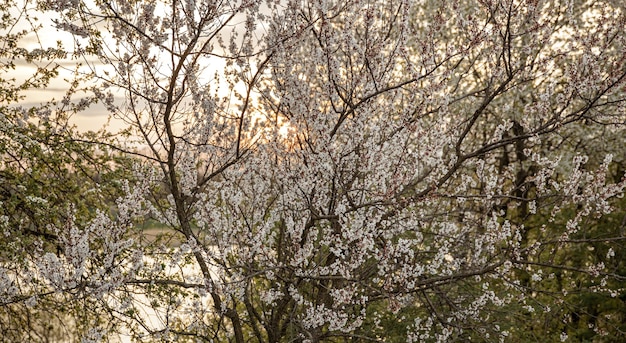 Rami di alberi in fiore la sera al tramonto.