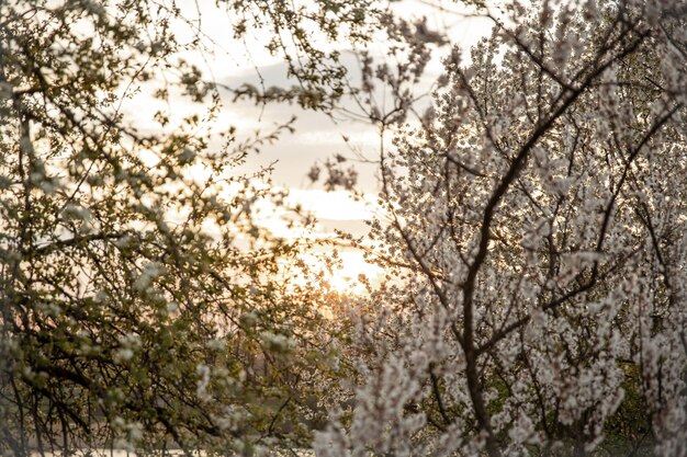 Rami di alberi in fiore la sera al tramonto