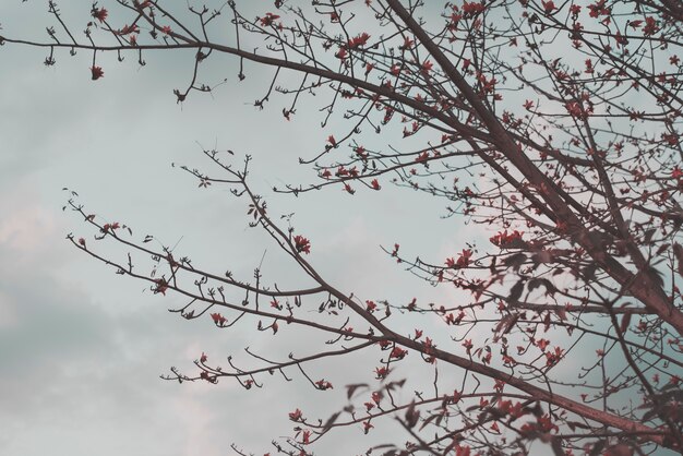 Rami di albero con fiori in punta