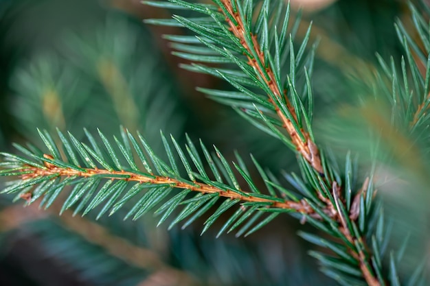 Rami di albero di Natale nello sfondo naturale del primo piano della foresta