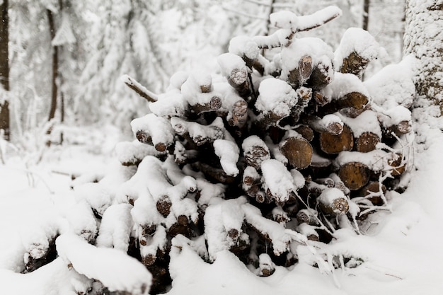 Rami di combustibile nella foresta invernale