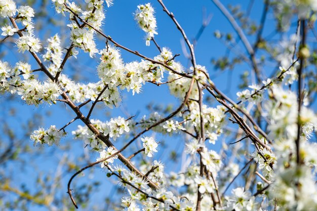 Rami di fiori di melo con uno sfondo blu