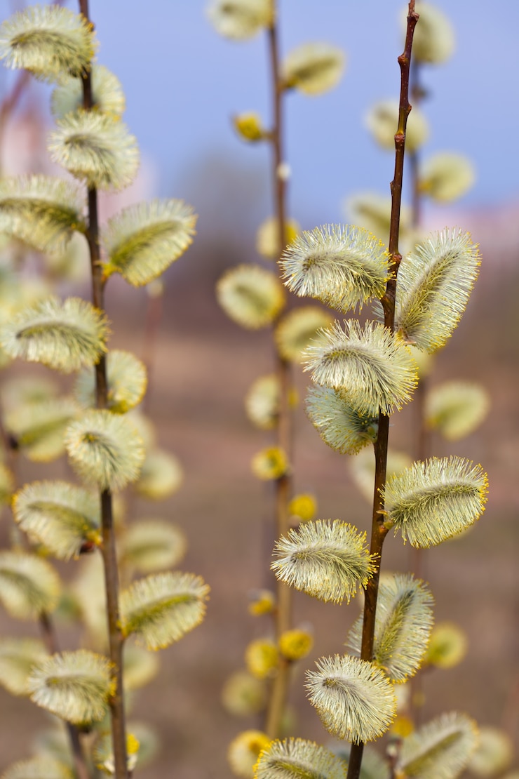 Foto gratuito rami di pussywillow gialli