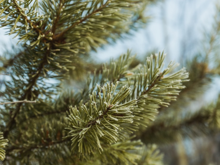 Foto gratuito rami di un albero di abete con sfondo sfocato