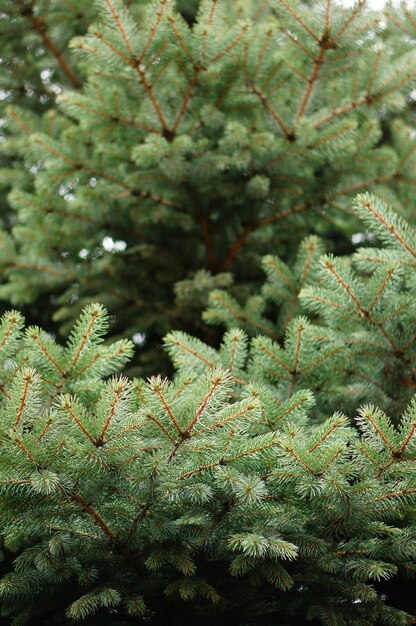 Rami di un albero di abete verde durante il giorno