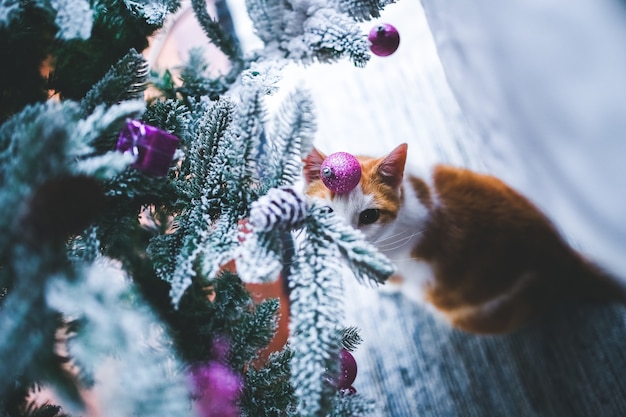 Rami di un albero di Natale con la neve e un gatto