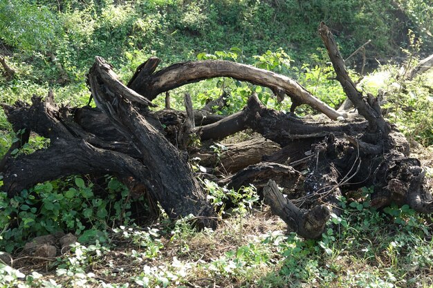 Rami di un albero secco nella natura